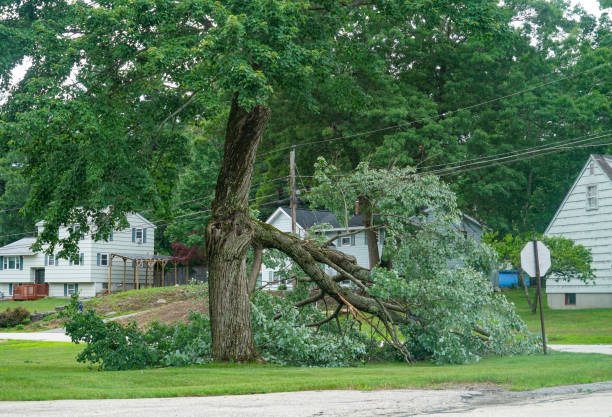 Reliable Lykens, PA Tree Care Services Solutions