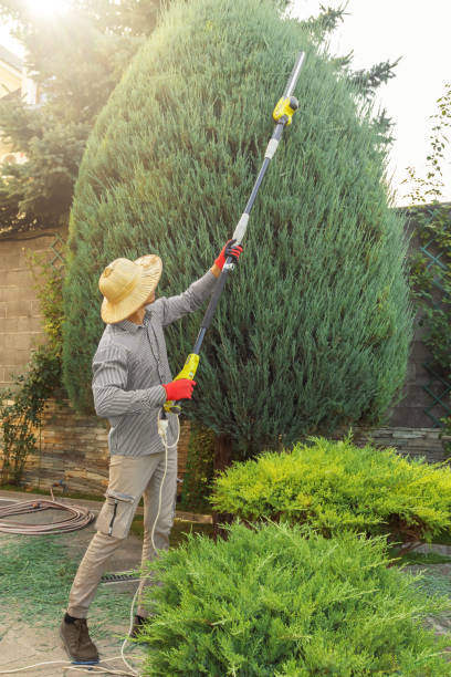 Best Tree and Shrub Care  in Lykens, PA